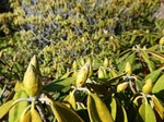 赤城自然園2.jpg