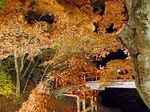 kajikabasi -kouyou.jpg