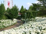 あじさいアナベルまつり.jpg