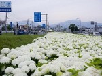 あじさい国道17号沿い.jpg