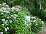 あじさい小野池.jpg