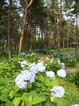 あじさい総合公園.jpg
