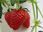 いちご狩り.jpg