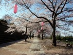 しぶかわ桜まつり1.jpg