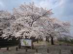 しぶかわ桜まつり1.jpg
