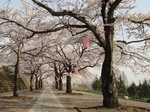 しぶかわ桜まつり1.jpg