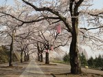 しぶかわ桜まつり2.jpg