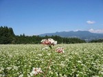 そばの花2.jpg