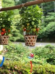 ほおずき2.jpg