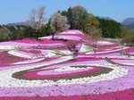 みさと芝桜まつり.jpg