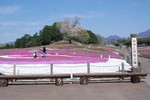 みさと芝桜公園20220419.jpg