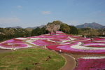 みさと芝桜公園1.jpg
