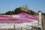 みさと芝桜公園2.jpg