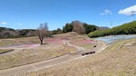 みさと芝桜01.jpg