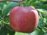 りんご・おぜの紅.jpg