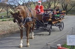 グリーン牧場クリスマス2010.jpg