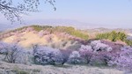 グリーン牧場桜１.jpg