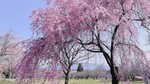 グリーン牧場桜３.jpg