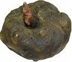 コンニャク.jpg