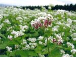 ソバの花.jpg