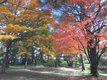 上の山公園の紅葉.jpg
