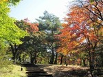 上の山公園の紅葉.jpg