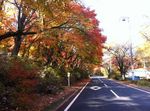 伊香保の紅葉1.jpg