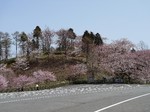 伊香保グリーン牧場の桜.jpg