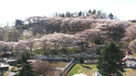 伊香保グリーン牧場の桜.jpg
