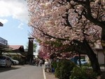 八重桜まつり4.jpg