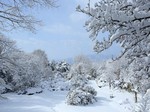 冬の赤城自然園.jpg