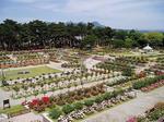 前橋バラ園.jpg