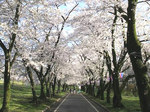 千本桜.jpg