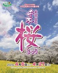 千本桜まつり1.jpg