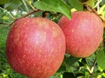 収穫の秋・りんご.jpg