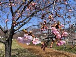 咲き始めた河津桜1.jpg