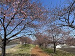 咲き始めた河津桜3.jpg