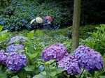 小野池あじさい公園.jpg