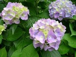 小野池あじさい公園2.jpg