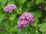 小野池あじさい公園3.jpg