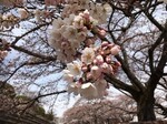 桜の花.jpg