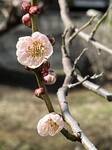 梅の花4.jpg