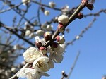 梅の花5.jpg
