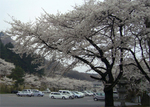 水沢観音の桜.jpg