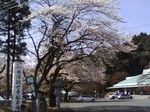 水澤観音の桜.jpg