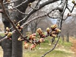 河津桜つぼみ.jpg