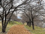 河津桜つぼみ1.jpg