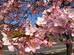河津桜1.jpg