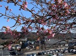河津桜2.jpg