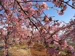 河津桜2.jpg